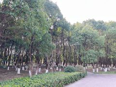 -九科绿洲
