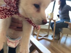 -柴犬小屋·柴餐厅·狗咖食堂(金鼎广场店)