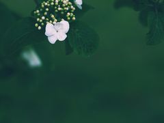 -蜀冈西峰生态公园