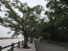 -大湾区中央湿地公园