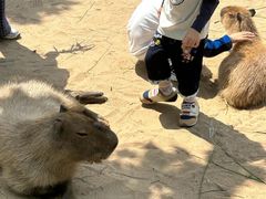 -西霞口神雕山野生动物世界