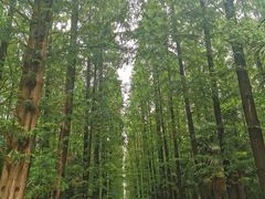 -东平国家森林公园