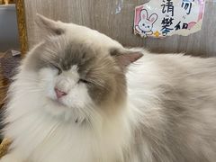 -藏猫猫咖啡主题馆(中央大道店)