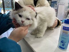 -安安宠物医院(情缘分院)