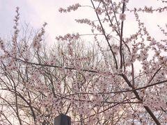 -桃花堤公园