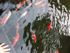 景观位-猪肉婆私房菜(容桂总店)