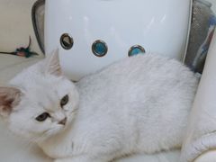 -lincat·猫舍(广州店)
