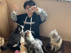 -楼上猫咖(罗湖店)