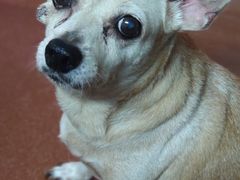 -彩虹桥宠物火化殡葬善终服务(金乐大厦店)