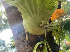 -中国科学院西双版纳热带植物园
