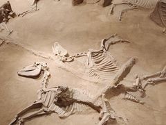 -洛阳周王城天子驾六博物馆