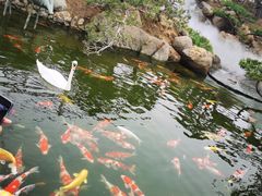 -罗红摄影艺术馆