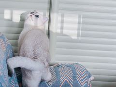 -关爱动物医院·心脏·中兽医·异宠(金牛路分院)