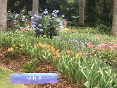 -深圳仙湖植物园