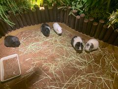 -藦茜花园宠物主题亲子互动体验馆(国顺东路店)