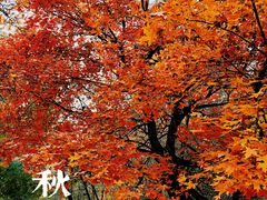 -长白岛森林公园