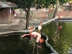 -清迈夜间动物园