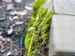 -苍山感通索道