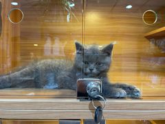 -喵百万·布偶·蓝金金渐层英短·猫舍(百子湾店)