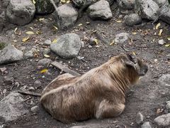 -青峰峡国家森林公园