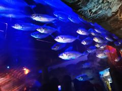 -悉尼海洋生物水族馆