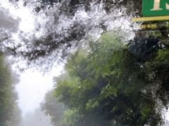 -铁山坪森林公园