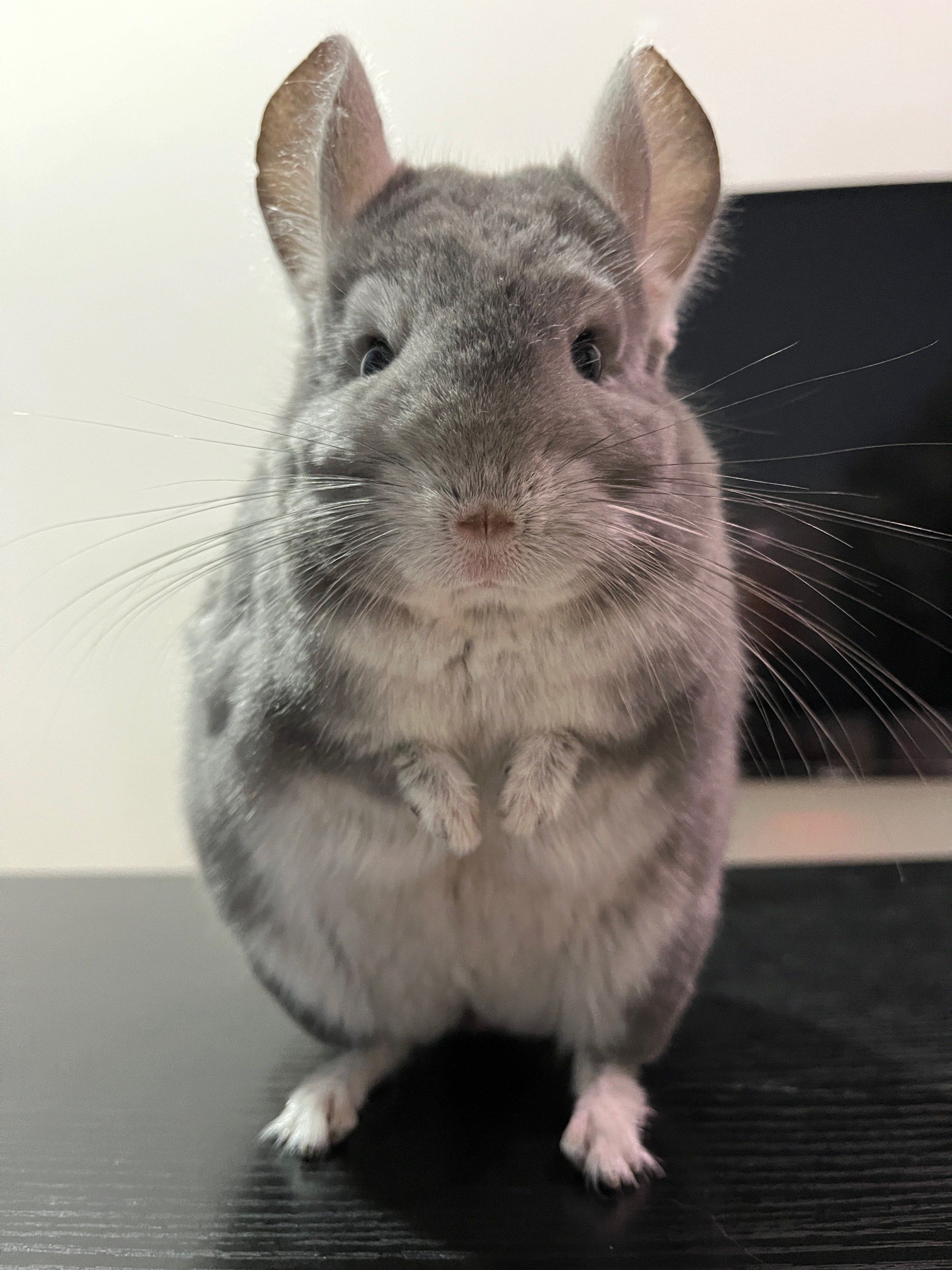 龙猫阿呆半夜发呆