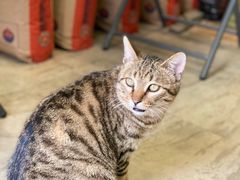 -七叔是岛民(花基新村店)