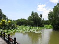 -大湾区中央湿地公园