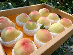 -老袁家蜜桃农场·阳山水蜜桃