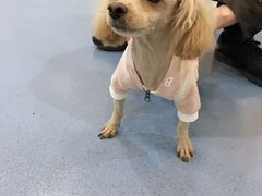 -瑞鹏宠物医院·爱宠堂·骨外专科(西荷分院)