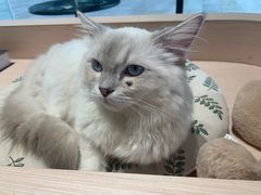 -瞄一喵猫咖(格力海岸店)