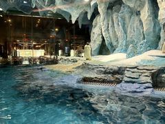 -帝企鹅自助餐厅•儿童岛•真企鹅(长隆企鹅酒店)