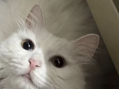 -瑞派·关忠动物医院·猫专科·犬专科(三环新城店)