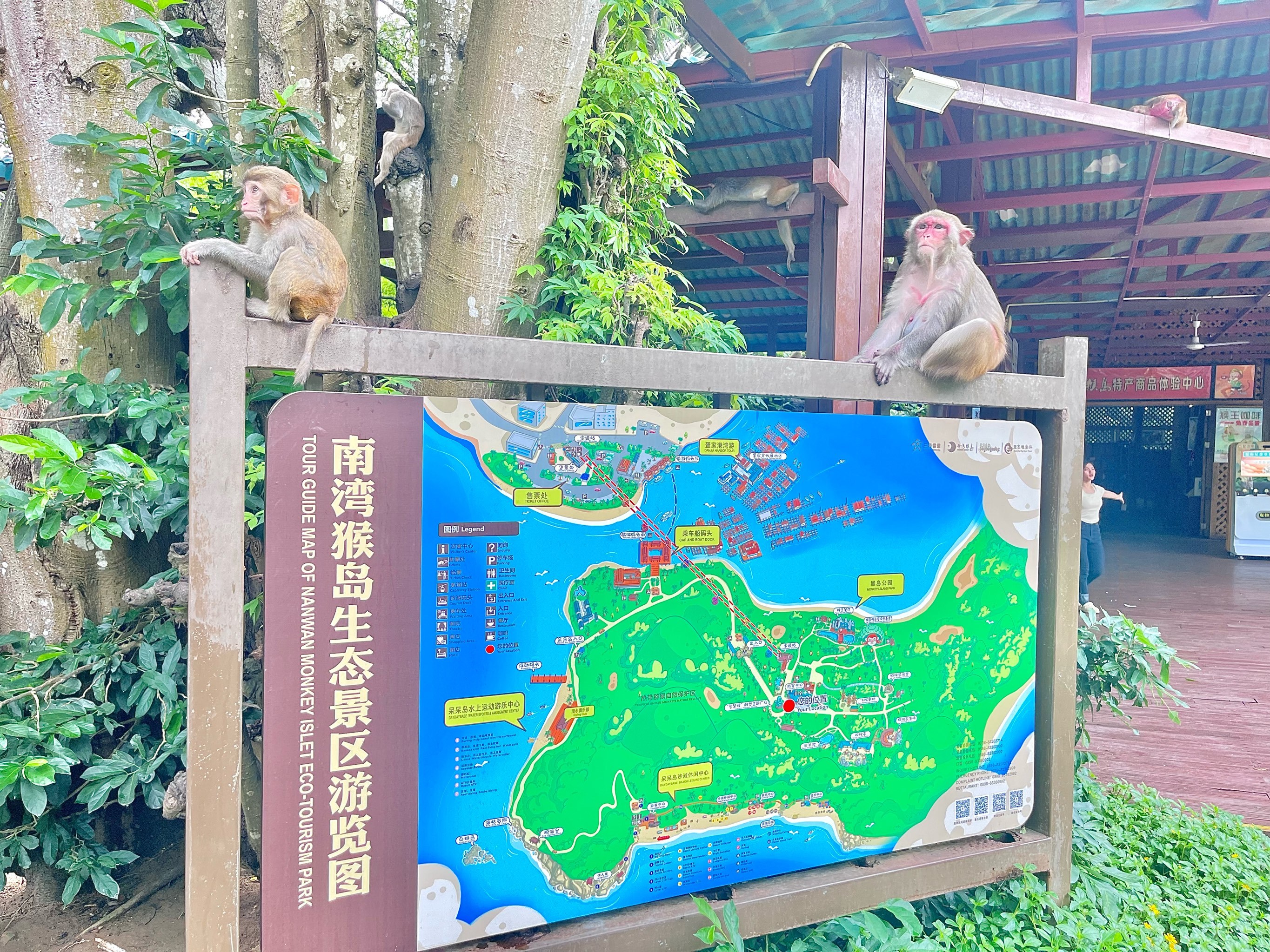 探险记:跟着猴子去冒险