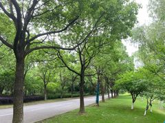 -贡湖湾湿地公园