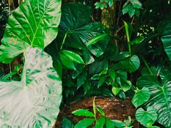 -中国科学院西双版纳热带植物园