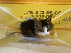 -瑞派动物医院·猫专科·至诚(江南中分院)