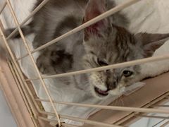 -嘉馨宠物医院·CT影像转诊·心脏科·犬猫全科诊疗中心(下沙大学城院区)