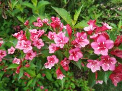 -昆山城市生态森林公园