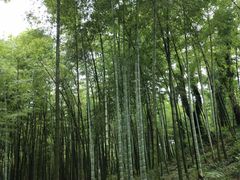 -西湖风景区十里琅珰-五云山