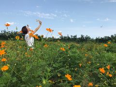 -北京东方普罗旺斯薰衣草庄园