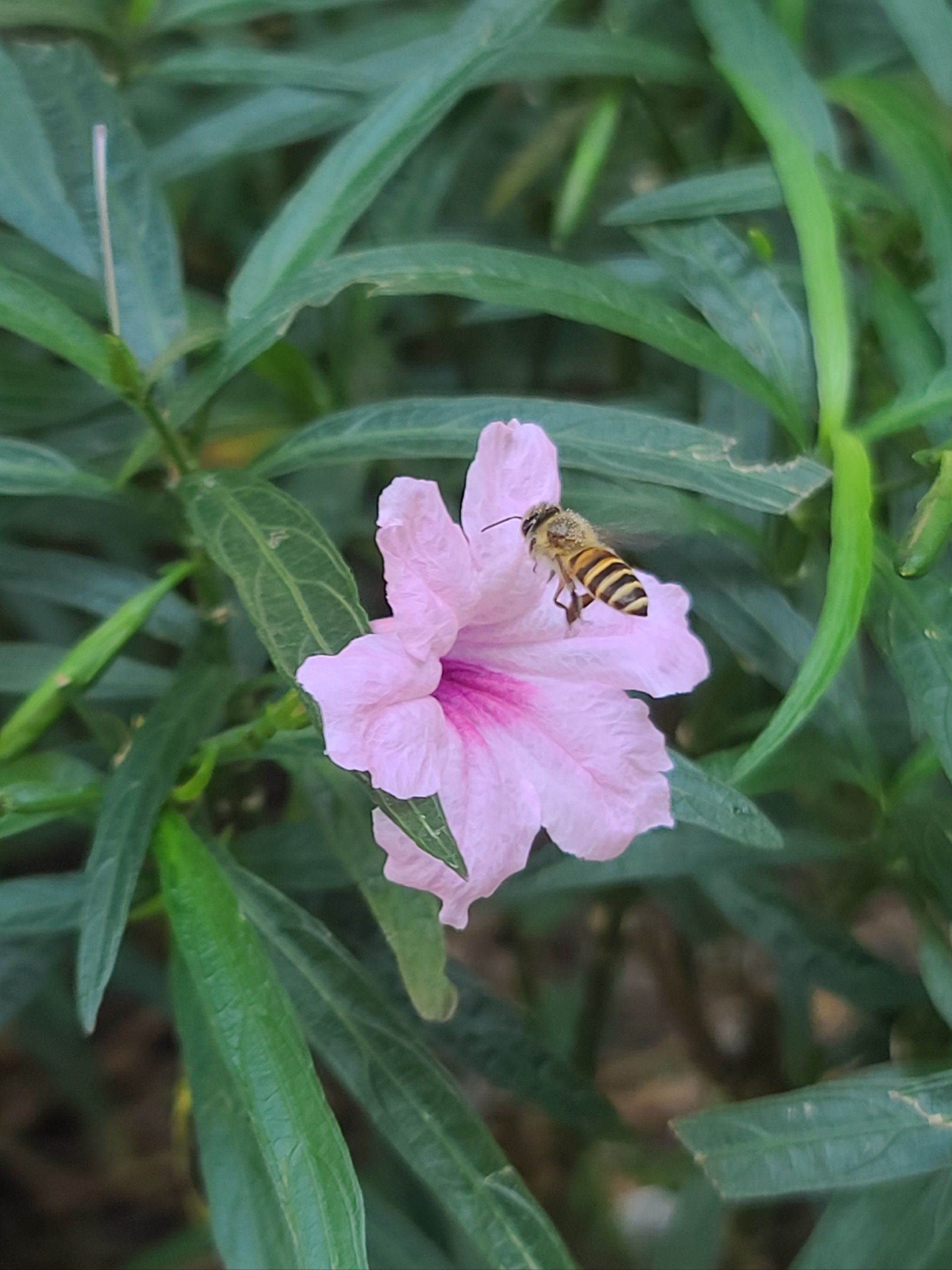 蜜蜂🐝与花儿