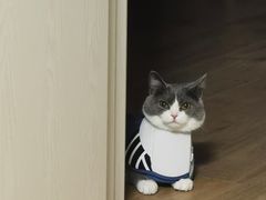 -宠爱国际动物医院· 猫科· 外科·中兽医(长白店)