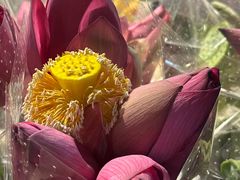 -循礼门鲜花花市(武汉循礼门店)