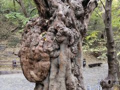 -皇藏峪国家森林公园