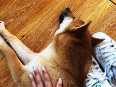 -柴犬高等学院·狗咖·柴犬售卖·宠物训练