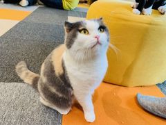 -米宠家·撸猫猫咖小萌宠·猫咪洗澡·猫咪寄养(高新大都荟店)