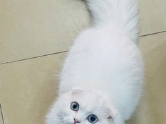 -喵宠乐园·撸猫互动·猫舍