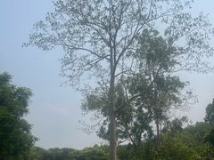 -中国科学院西双版纳热带植物园
